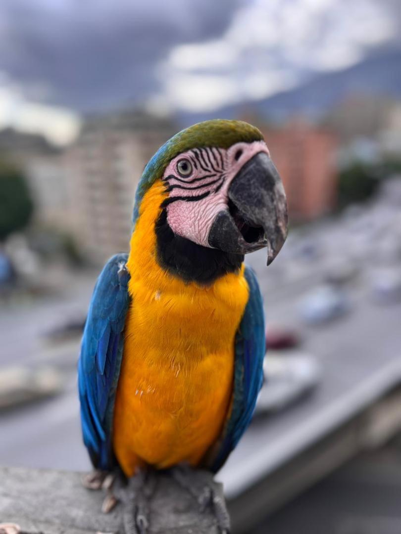 Ololo Caracas B&B Eksteriør billede